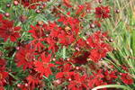 گل اشرفی